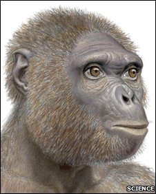 Ardipithecus ramidus